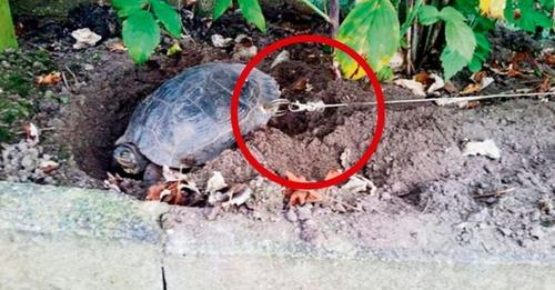 Le perforan el caparazón a una tortuga para atarla y se van de vacaciones